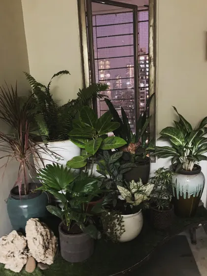 This photo shows how a well-designed green corner can transform a space even at night. The plants create beautiful silhouettes against the window, bringing the calm of nature indoors against the backdrop of the city lights.