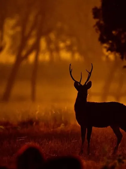 A Barasingha stag stands silhouetted against the misty orange glow. This is a perfect example of using backlighting to create a powerful and artistic silhouette.