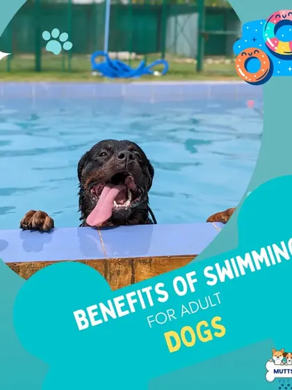 An introduction to the benefits of swimming for adult dogs. Our programs are designed to leverage this amazing form of exercise for canine health and wellness.