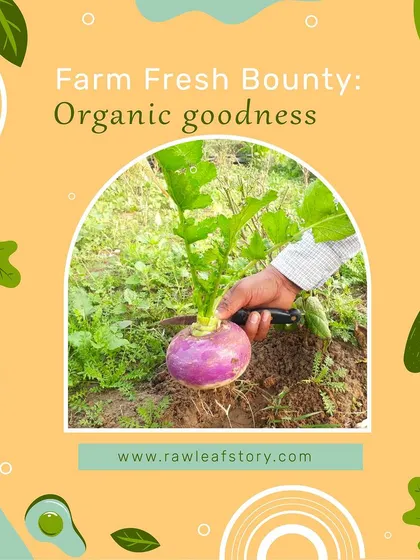 This image captures the moment of harvest for a beautiful purple turnip. When you subscribe to our service, this is the level of freshness you can expect, pulled directly from the soil for you.