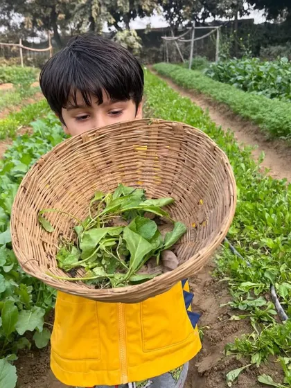 A young boy looking into his basket, filled with the greens he has just picked from the field.