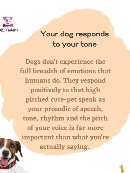 Your dog responds more to your tone of voice than your words. This tip explains why using a calm, positive tone is more effective for training and building a happy relationship.