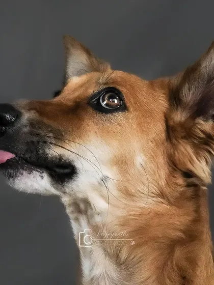 A collection of "tongue out" portraits from various studio shoots, showcasing a range of breeds and personalities.