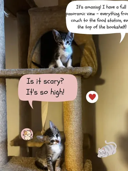 "Is it scary? It's so high!" A conversation between two kittens at the cat tree. They learn to be brave and curious together in their foster home.