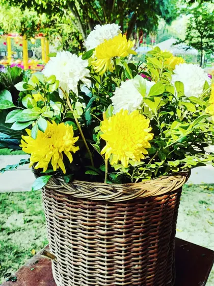 A close-up of a wicker basket filled with bright yellow and white chrysanthemums, a fresh and rustic decor element.