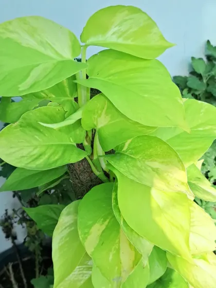 The vibrant neon leaves of a Money Plant (Pothos). This is another very easy-to-care-for indoor plant that I often recommend.
