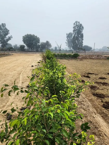 A view of our farm, showing the initial stages of planting a new section. This is the groundwork for a future lush landscape.