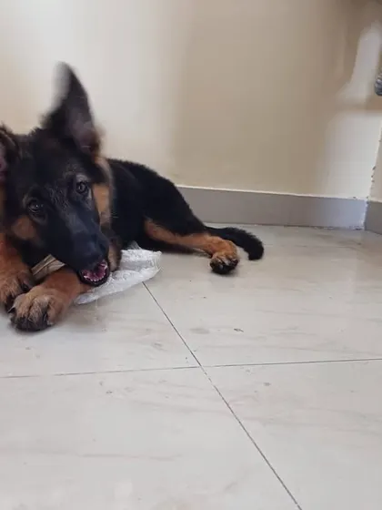 UPDATE: ADOPTED. Stella, a 2.5-3 month old GSD puppy, has found her home. She is a beautiful, outgoing girl who will do great with other dogs.