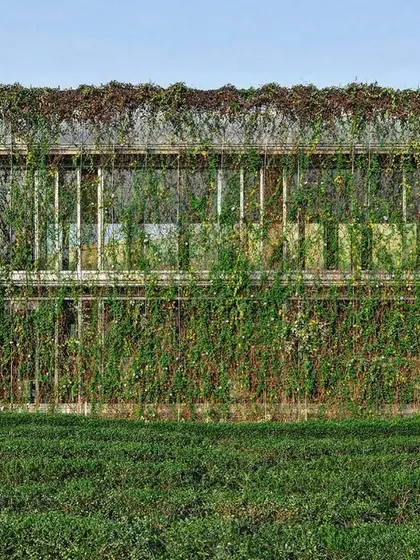 The full expanse of the green veil at the ATE office in Ahmedabad. This facade is a testament to how architecture can respond to and leverage the local climate for passive cooling and visual comfort.