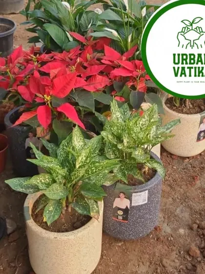 Another view of the Aglaonema and Poinsettia plants, showing their vibrant colours.