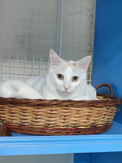 The son of the pair, a lovely white cat, has found a cozy spot in this wicker basket.