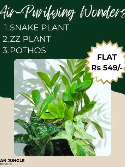 Our 'Air-Purifying Wonders' combo helps you breathe easier. This set includes a Snake Plant, a ZZ Plant, and a Pothos, all known for their ability to filter indoor air and for being incredibly low-maintenance.