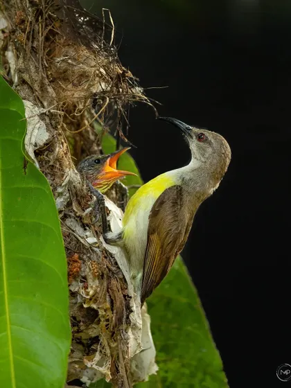 A beautiful, intimate moment as the mother sunbird feeds one of her hungry chicks.