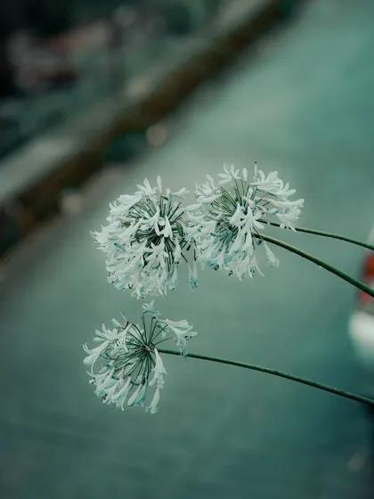 A detail shot of rain-soaked flowers in Mussoorie.