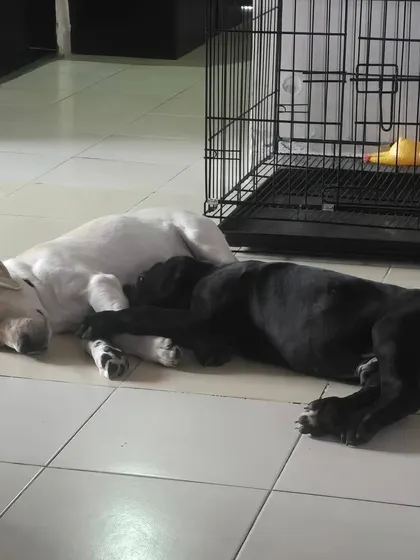 Two puppies snuggling up for a nap. Even in a dog-only multi-pet home, I ensure that the pups have a harmonious relationship, with plenty of shared toys and space.