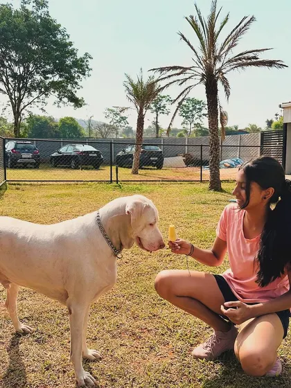 A pet parent offering a cool pupsicle to a majestic Rajapalayam dog on a hot day.