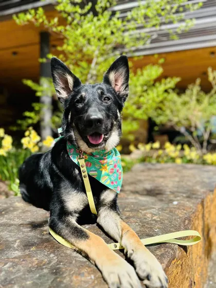 Cinderella, a German Shepherd graduate, looking happy and relaxed. Her mom got her from a shelter, and we had the honor of helping this sweet girl blossom.