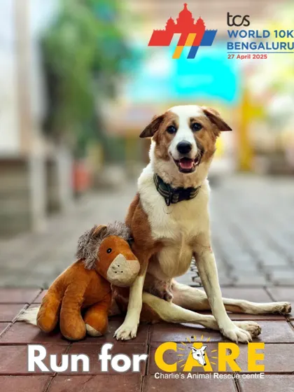 Our boy Kai is ready to run for CARE! This poster announces our participation in the TCS World 10K Bengaluru, a major event where our team and supporters run to raise funds for the street animals of our city.
