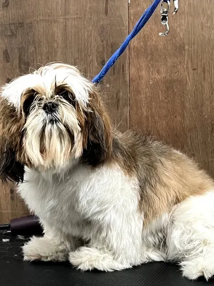 The "before" shot of the Shih Tzu from media ID 78. You can see the overgrown hair, especially around the face and beard.