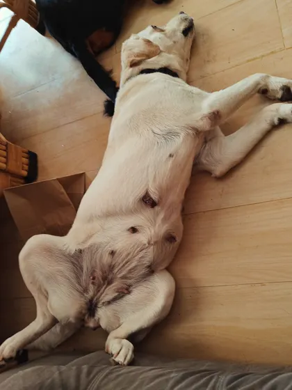 This is Peek-a-boo, a foster who came to me and became a guest. Her relaxing here, completely at ease, shows the trust and comfort animals feel in my home.