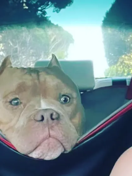 We provide practical solutions for pet parents, like this comfortable and secure car seat hammock. It's the perfect travel accessory to ensure your dog stays safe and your car stays clean during long drives.