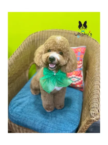 Simba the Poodle looking handsome with his fresh haircut and a smart green bow. Poodle coats require regular professional grooming to prevent matting.