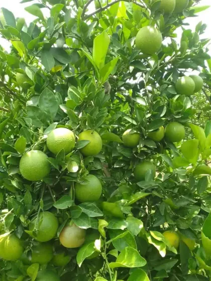 Another shot of a healthy Mausmi tree.