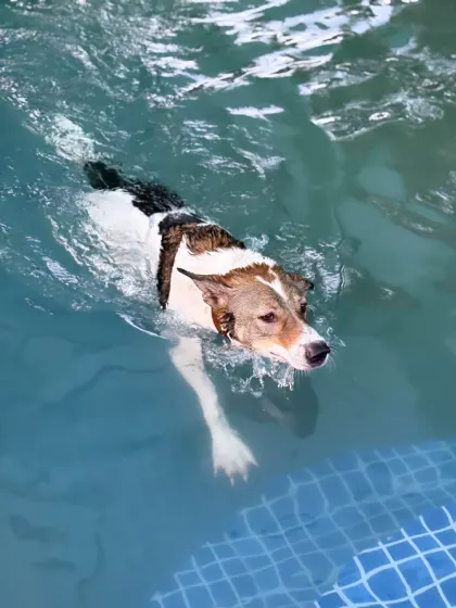 This Indie dog is a natural in the water, swimming with ease. Our pool provides a safe outlet for dogs with a love for swimming.