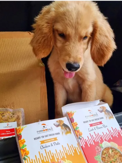 Getting ready for an adventure means packing the essentials. For Bliss, that includes her nutritious Lamb & Brown Rice meal, ensuring she gets the best, even when away from home.