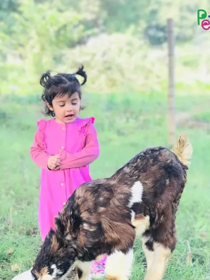 A toddler looks on with wonder at a young goat in the field, a magical moment of connection.