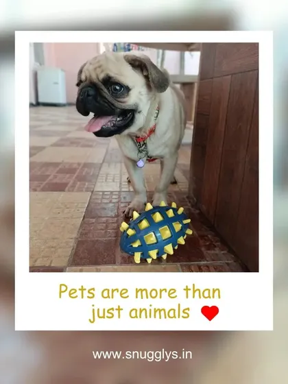 A young pug playing with a chew toy on the tiled floor. There are plenty of toys available for indoor enrichment.