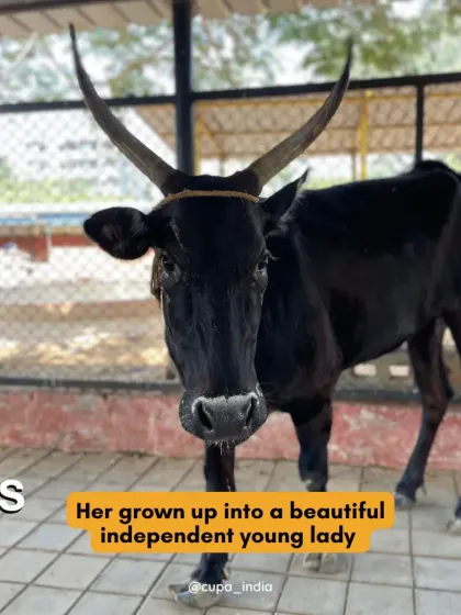 Look at Asha Kutti now. She has grown into a beautiful and independent young lady, a true survivor who now enjoys a peaceful life at our sanctuary.