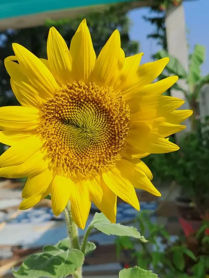 A sunflower with the rest of my terrace garden in the background.