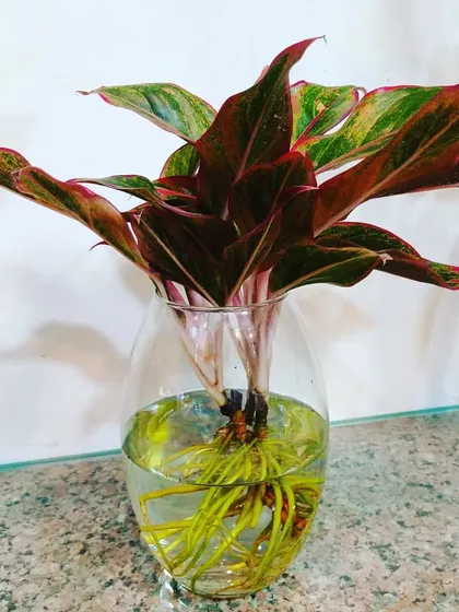 A red Aglaonema with a vibrant root system, displayed in a clear glass vase. These plants add a pop of color to any room.
