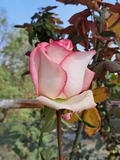 This is an English rosebud with beautiful pink-edged petals. I can help you select and care for different rose varieties, including delicate English roses.