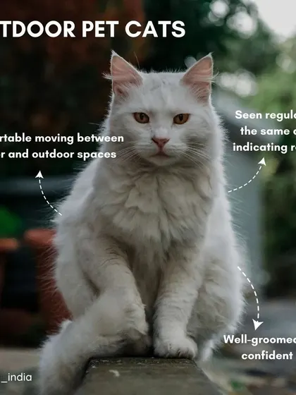How to identify an outdoor pet cat: they look confident and well-groomed, are comfortable in both indoor and outdoor spaces, and have a regular routine. It's important to confirm they have an owner before intervening.