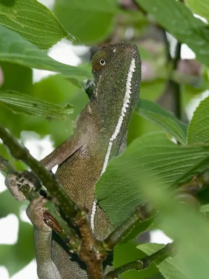 A chameleon peeks out from behind a leaf, its independently moving eyes scanning its surroundings. Its legendary color-changing prowess, while perhaps a tad exaggerated, is still a marvel to witness in the wild.