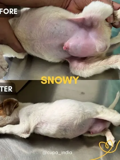 Snowy was a puppy who came to us with a large hernia. Our surgical team successfully repaired it, and he is now a healthy, playful dog.