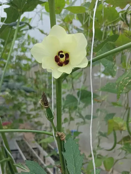 The delicate flower of an okra plant. We grow a variety of vegetables, and it's always a joy to see the beautiful flowers that precede the fruit.