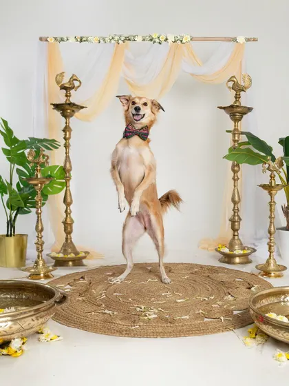 A joyful dog leaping in the air during our Diwali mini-session. The festive, traditional backdrop with brass lamps and flowers created a stunning setting for these celebratory portraits.