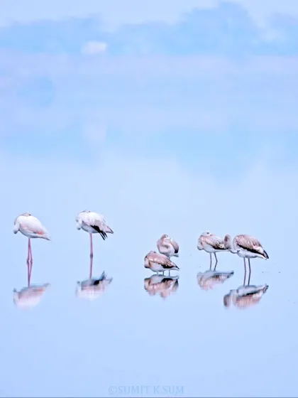 The same flock of flamingos, this time in a high-key, ethereal blue tone, creating a dreamy, artistic image.