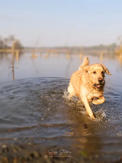 Simba splashes through the water with enthusiasm, running to retrieve his ball. This action shot perfectly freezes the moment of joyful movement and play.