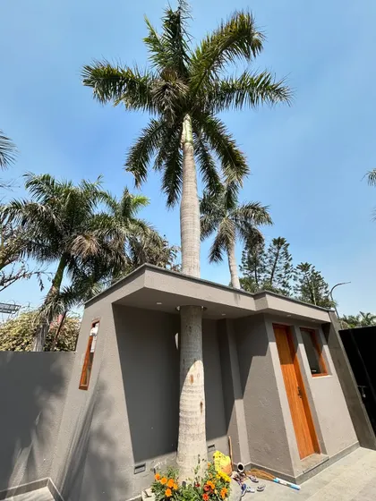 A detail of the guardhouse at Gulmohar Farmhouse, where the roof is built around a mature palm tree. This small architectural gesture demonstrates a deep respect for the site's existing landscape.