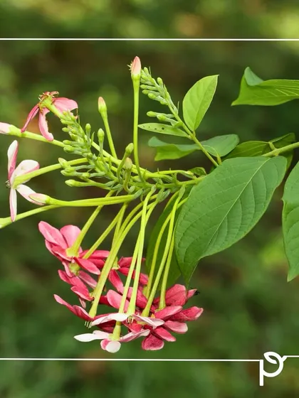 A close-up of a Madhumalti flower cluster, showing the different shades of pink. This plant is a perfect example of a native alternative that is more beneficial for local pollinators than its exotic counterparts.