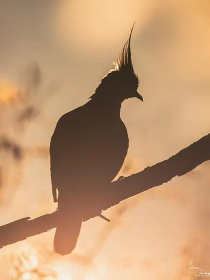 To get this shot of a Crested Pigeon in Melbourne, I had to find a small window through a bush to get a clean background. I waited for the golden hour light to perfectly backlight the bird, creating a warm silhouette that highlights its unique crest.