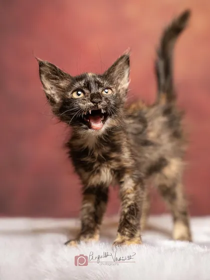 A fierce little kitten ready to pounce. Even the smallest kittens have the heart of a lion, and I love capturing that fiery spirit.