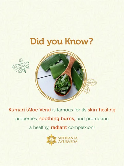 Kumari, or Aloe Vera, is famous for its skin-healing abilities. It is particularly effective at soothing burns, reducing inflammation, and promoting a hydrated, healthy, and radiant complexion.
