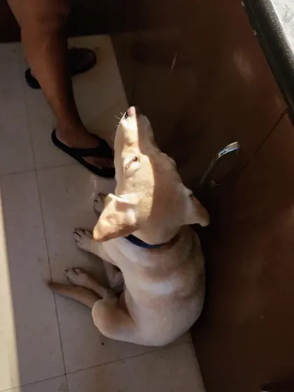A young Labrador puppy looking up for a treat. We use positive reinforcement and treats to build trust and make their stay enjoyable.