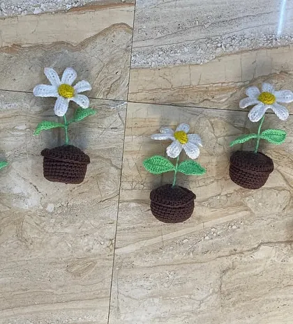 A bulk order of five classic daisy pots with dark brown bases. The simplicity of the white and yellow flowers makes them a timeless choice for any occasion.