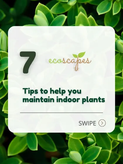 We also provide guidance for indoor plants. Here are some of our top tips to help you maintain a healthy and beautiful indoor garden, because greenery shouldn't be limited to the outdoors.